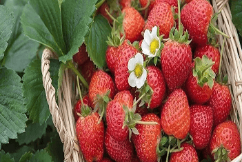 【智·農(nóng)】新約農(nóng)服草莓CHAS管理方案：種出“高顏高甜”草莓